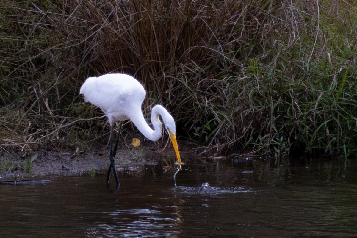 Great Egret - ML643191503