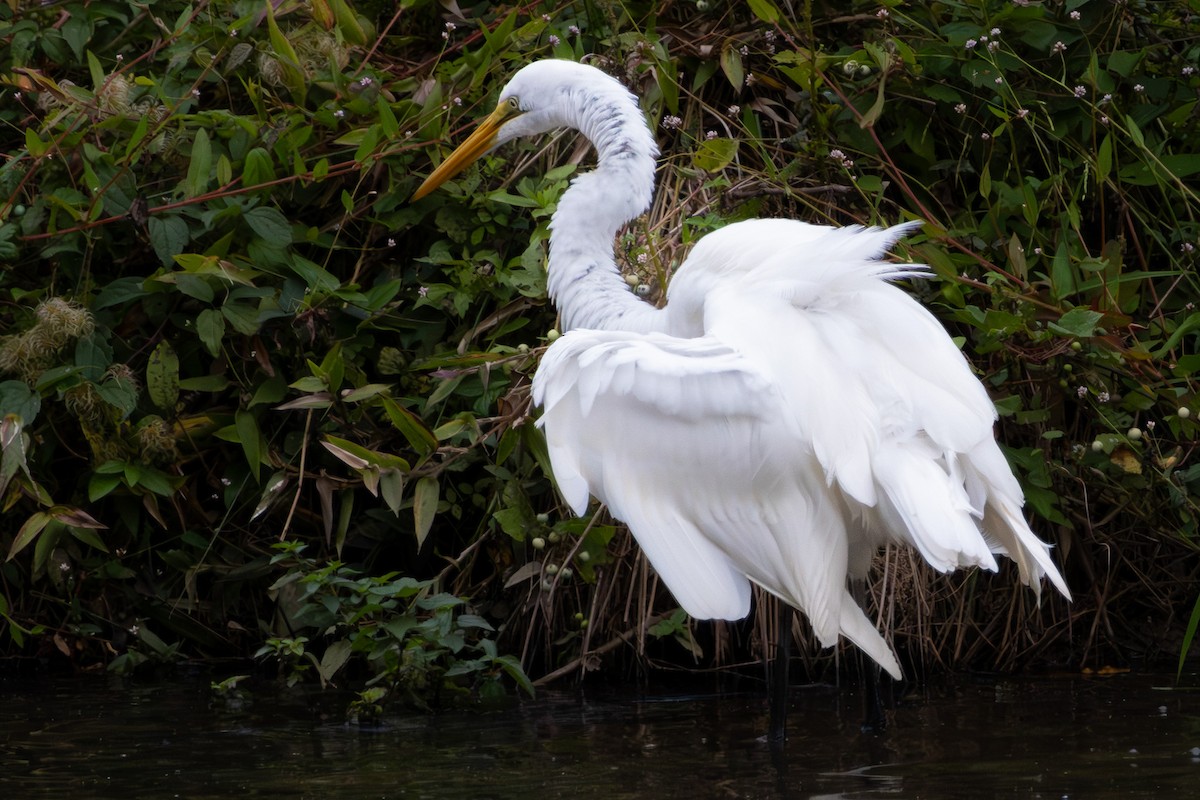 Great Egret - ML643191505