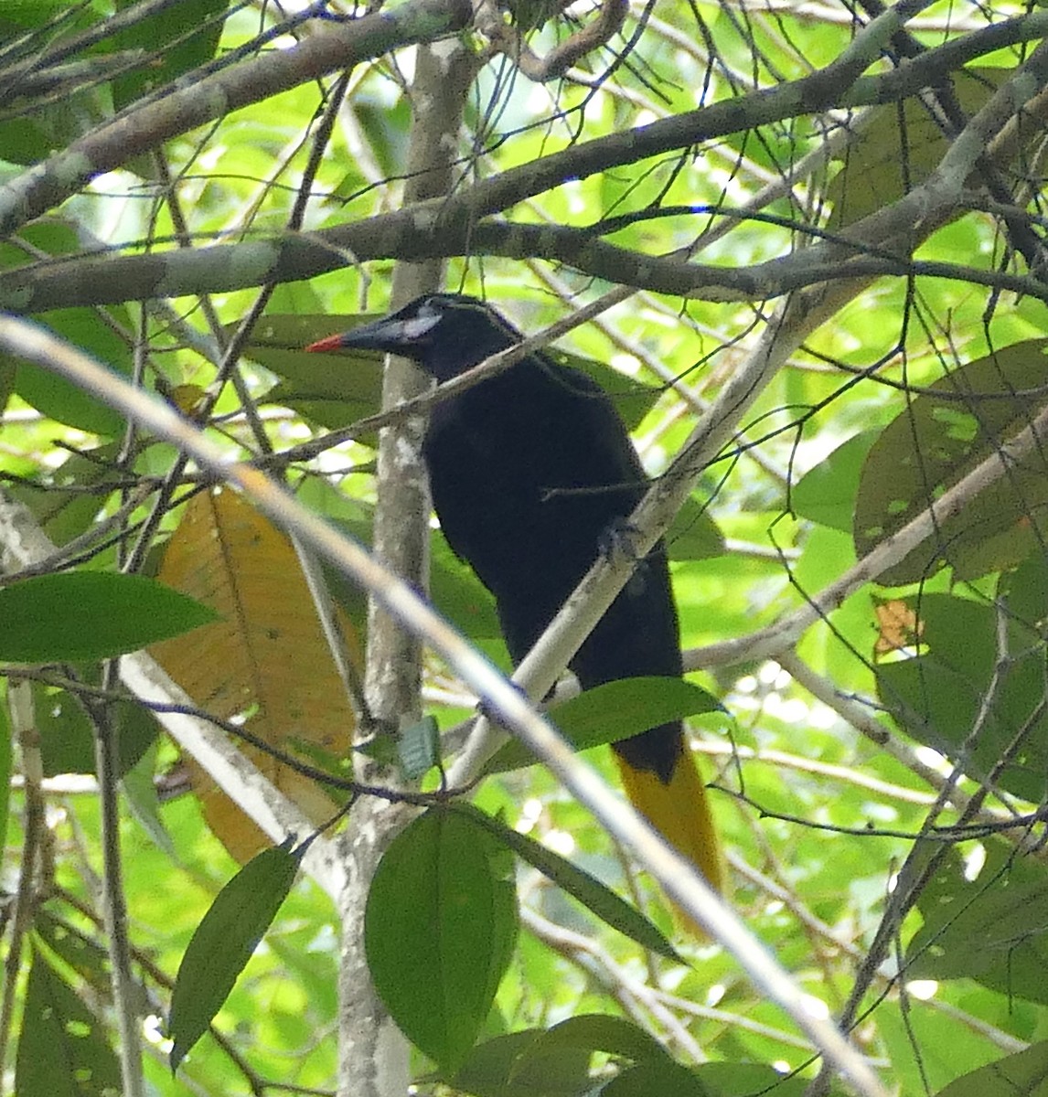 Black Oropendola - ML643191509