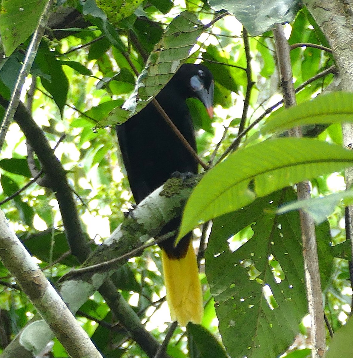 Black Oropendola - ML643191510