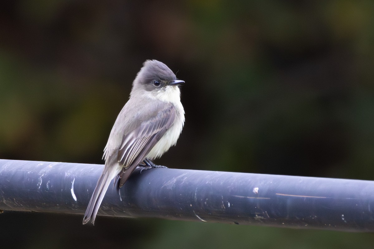 Eastern Phoebe - ML643191512