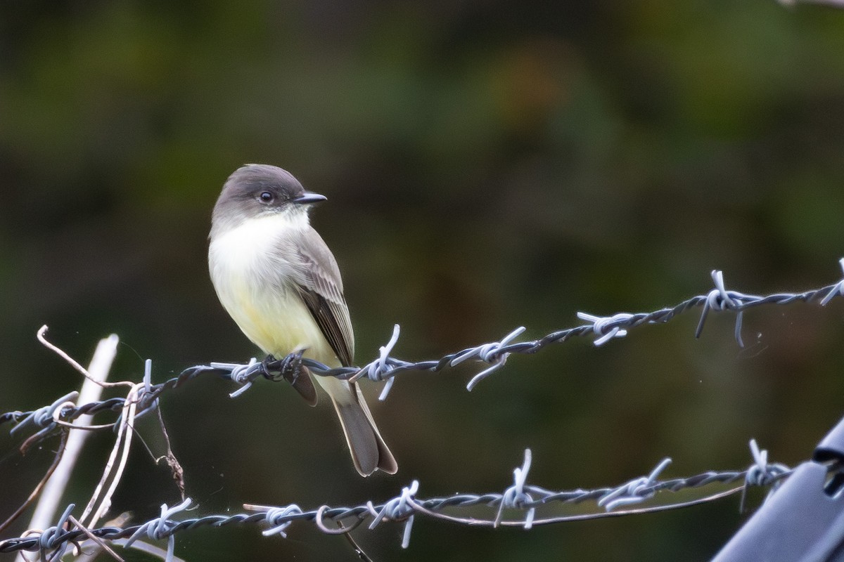 Eastern Phoebe - ML643191513