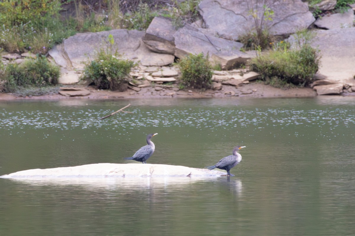 Double-crested Cormorant - ML643191516