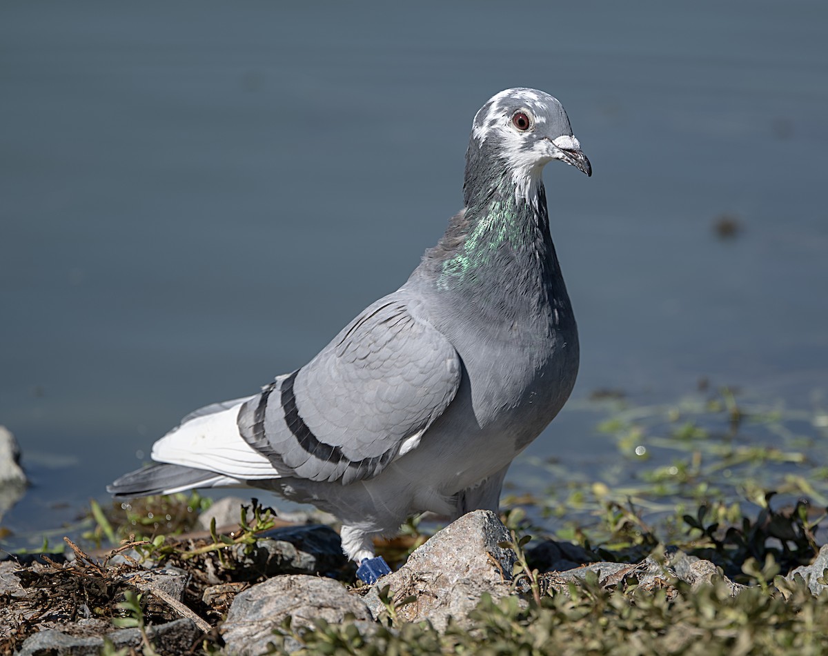 Rock Pigeon (Feral Pigeon) - ML643191518