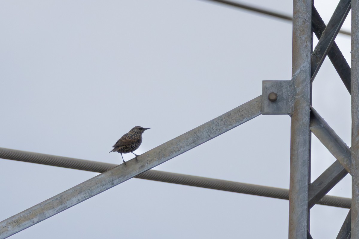 European Starling - ML643191520