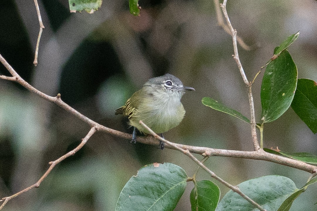 Western Olivaceous Flatbill - ML643191523
