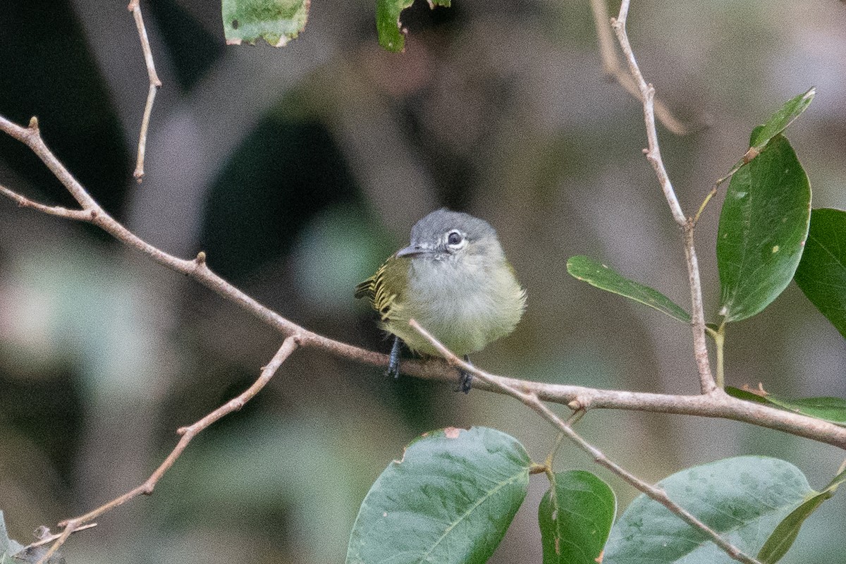 Western Olivaceous Flatbill - ML643191525