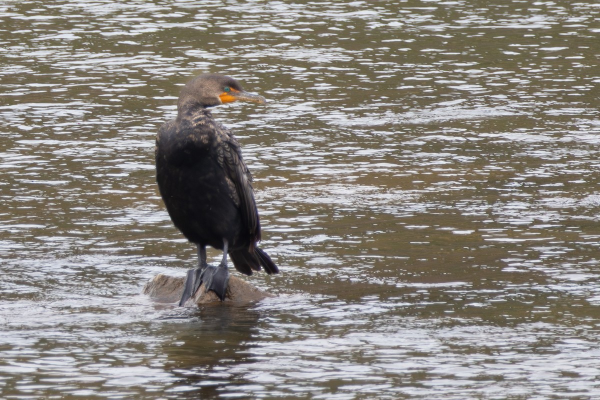 Double-crested Cormorant - ML643191527