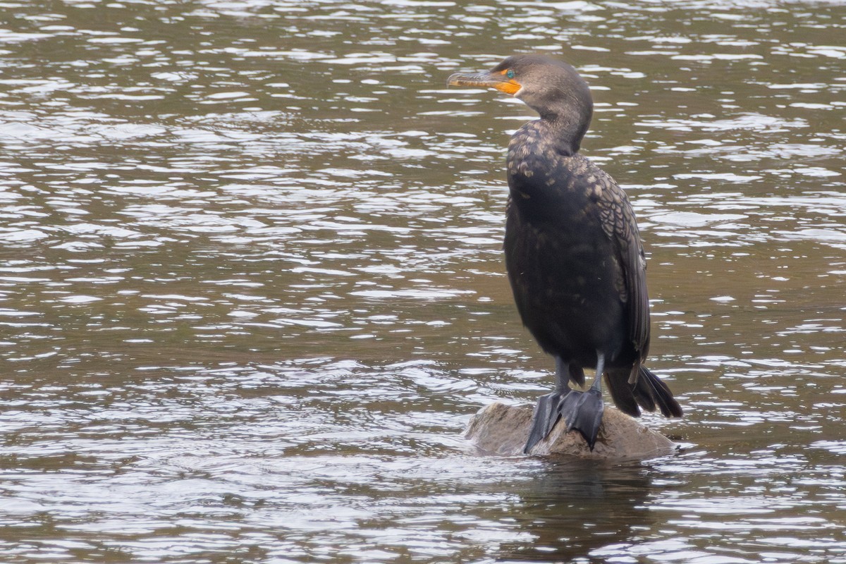 Double-crested Cormorant - ML643191528