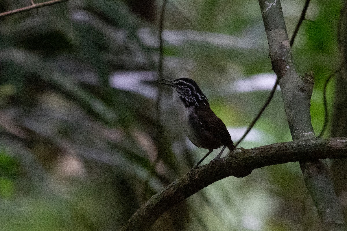 White-breasted Wood-Wren - ML643191545