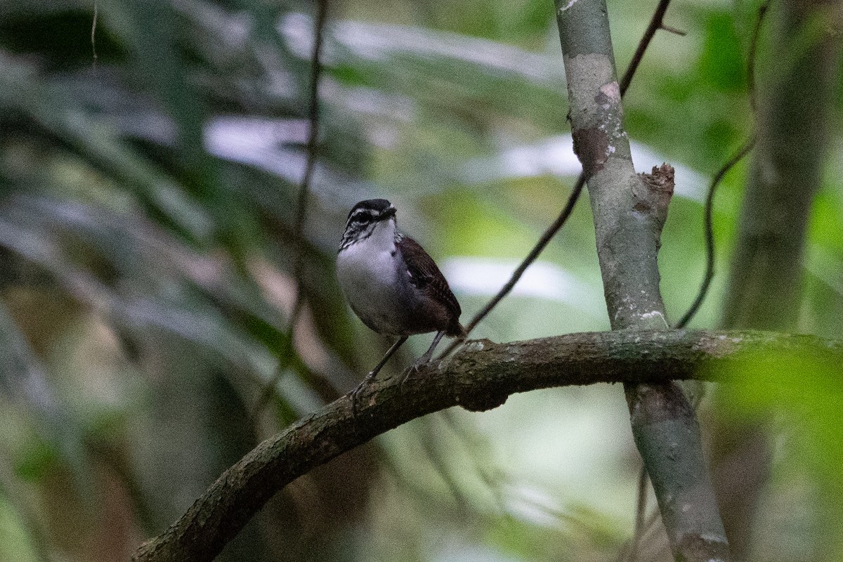 White-breasted Wood-Wren - ML643191546