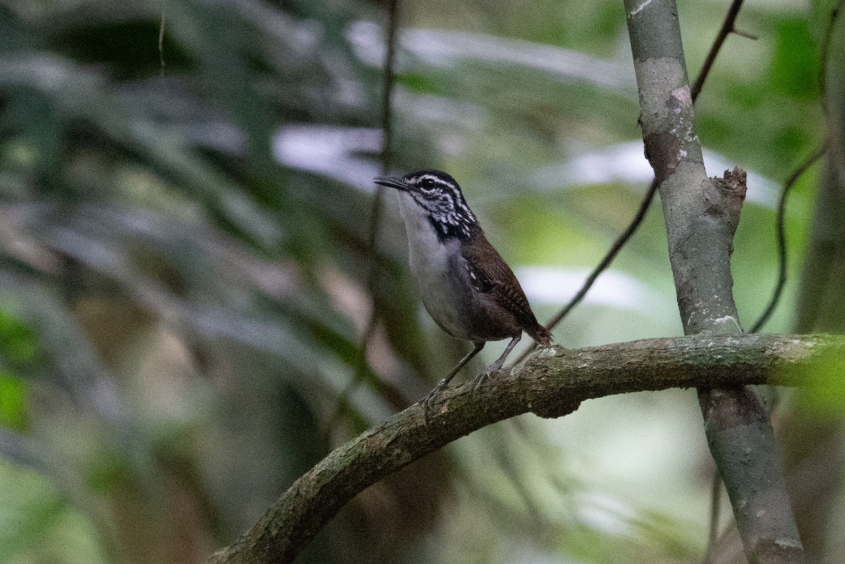 White-breasted Wood-Wren - ML643191547
