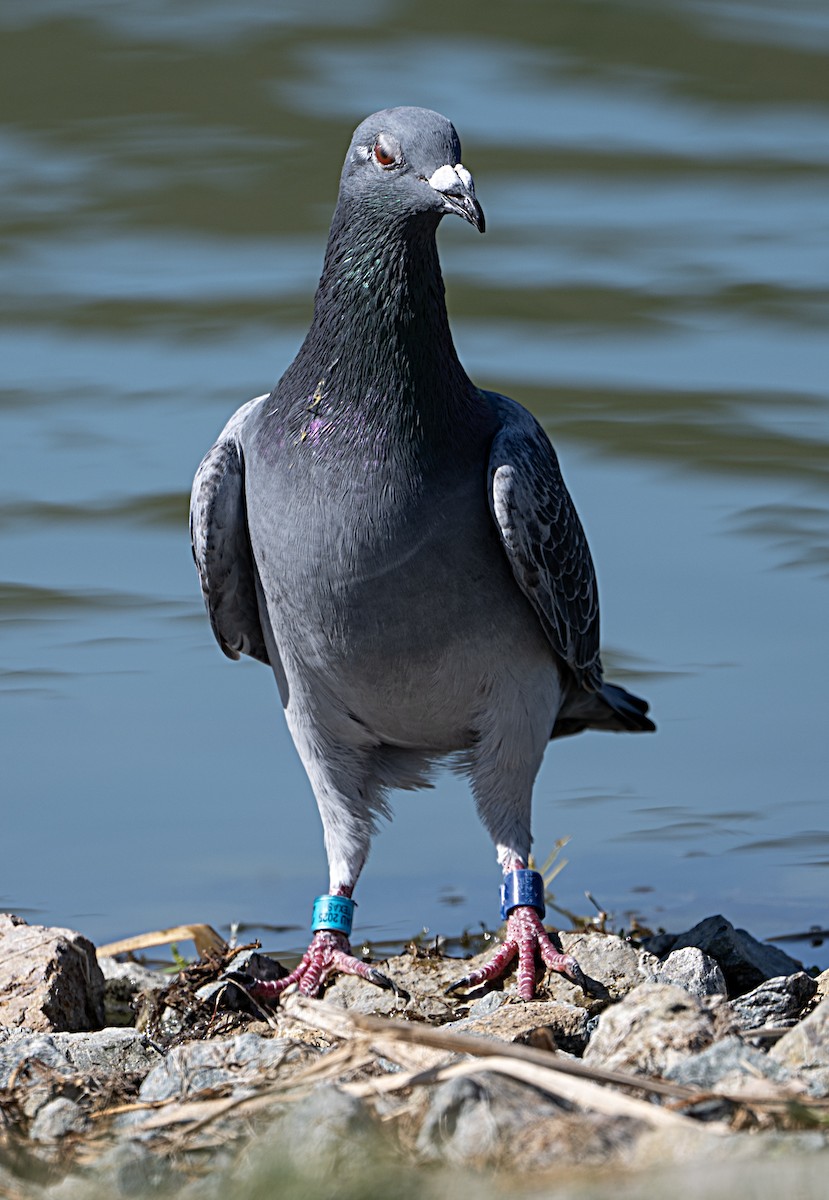 Rock Pigeon (Feral Pigeon) - ML643191548