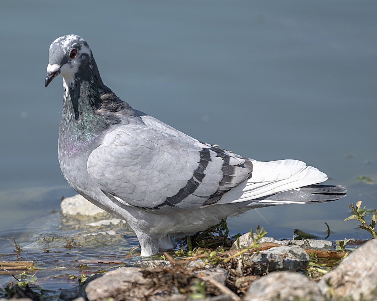 Rock Pigeon (Feral Pigeon) - ML643191549