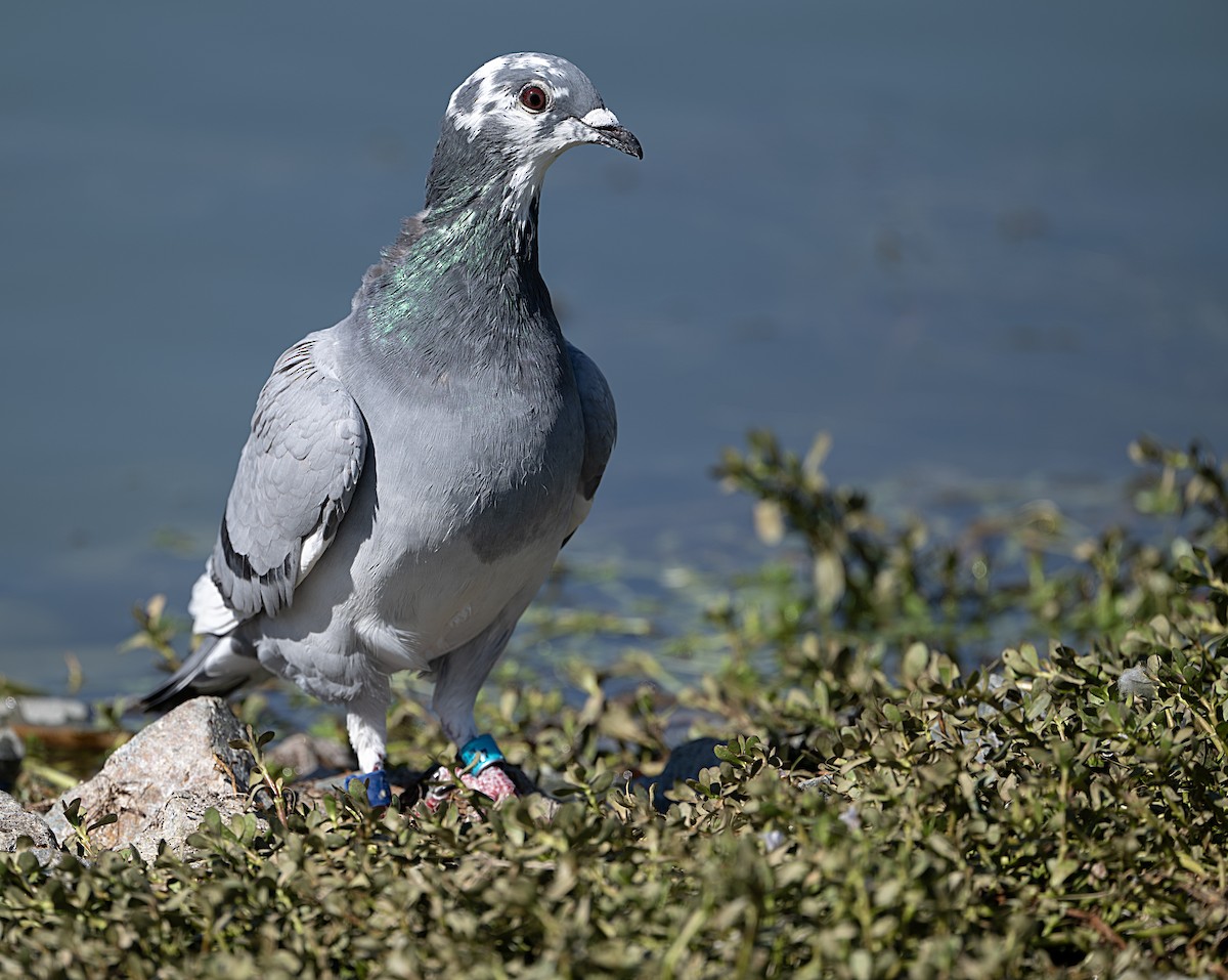Rock Pigeon (Feral Pigeon) - ML643191550