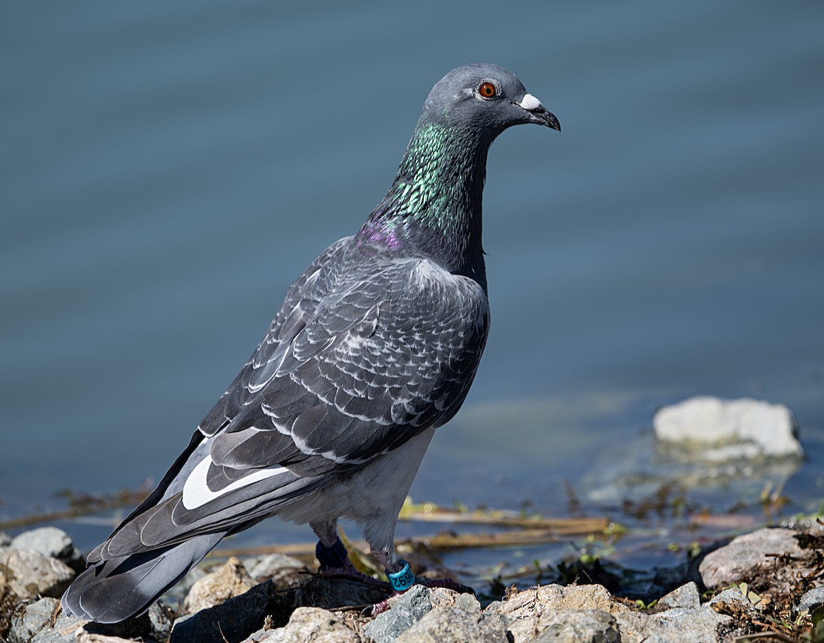 Rock Pigeon (Feral Pigeon) - ML643191551