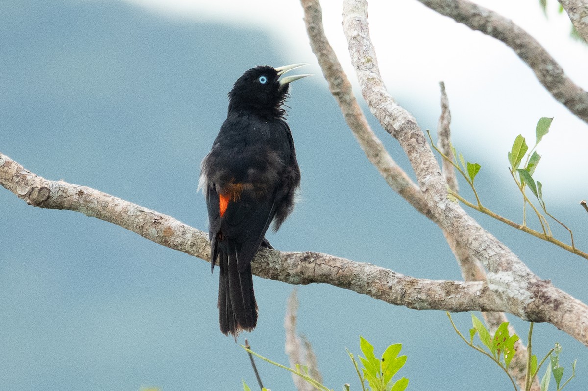 Scarlet-rumped Cacique - ML643191553