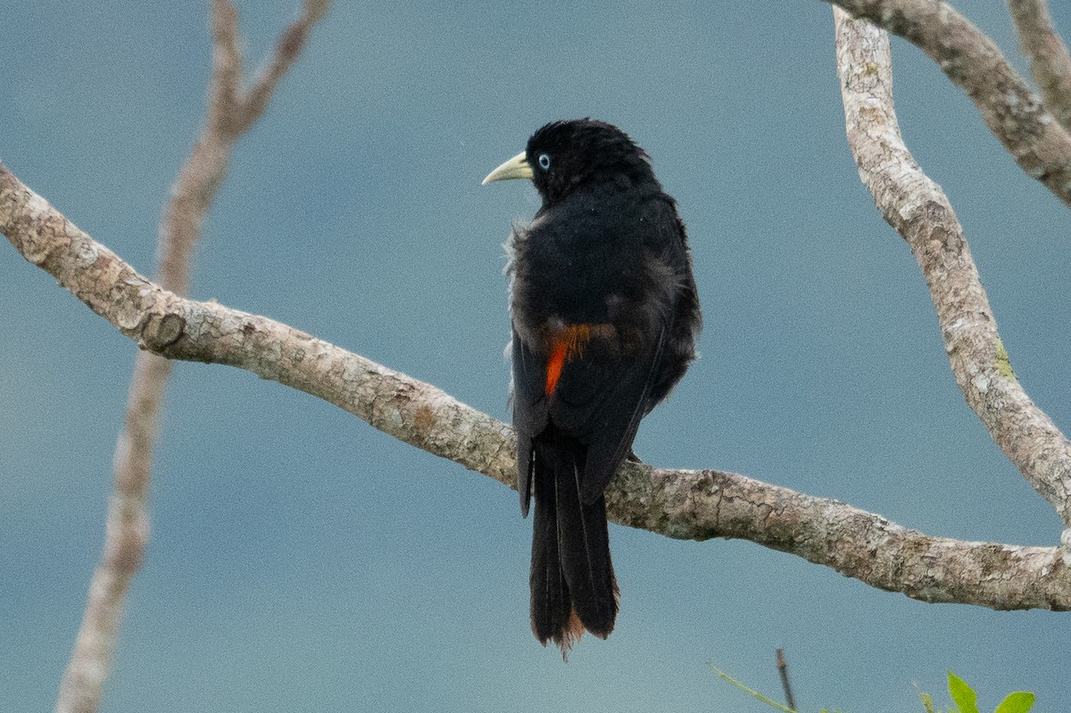 Scarlet-rumped Cacique - ML643191554