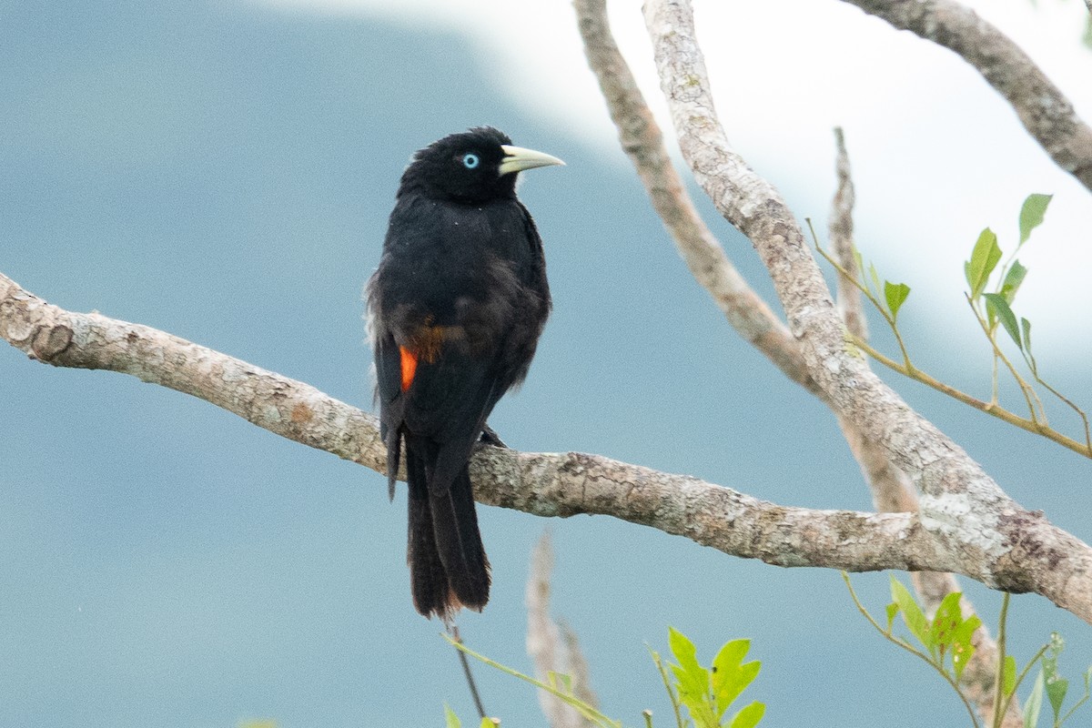 Scarlet-rumped Cacique - ML643191555