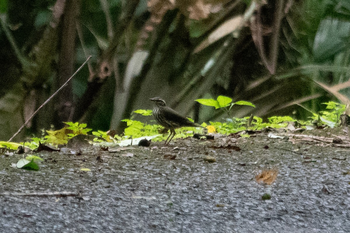 Northern Waterthrush - ML643191561