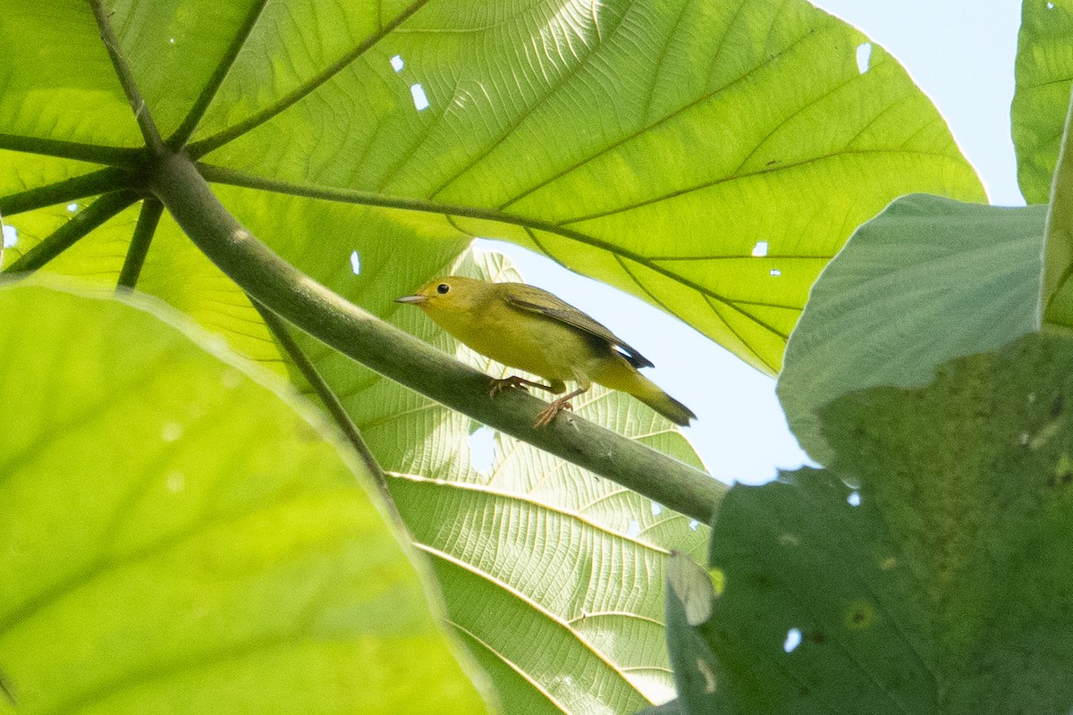 Yellow Warbler - ML643191570