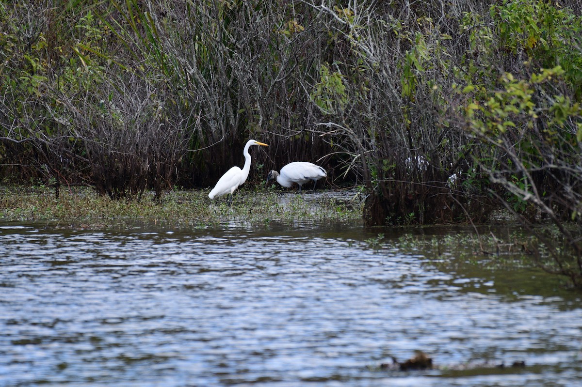 Wood Stork - ML643191572