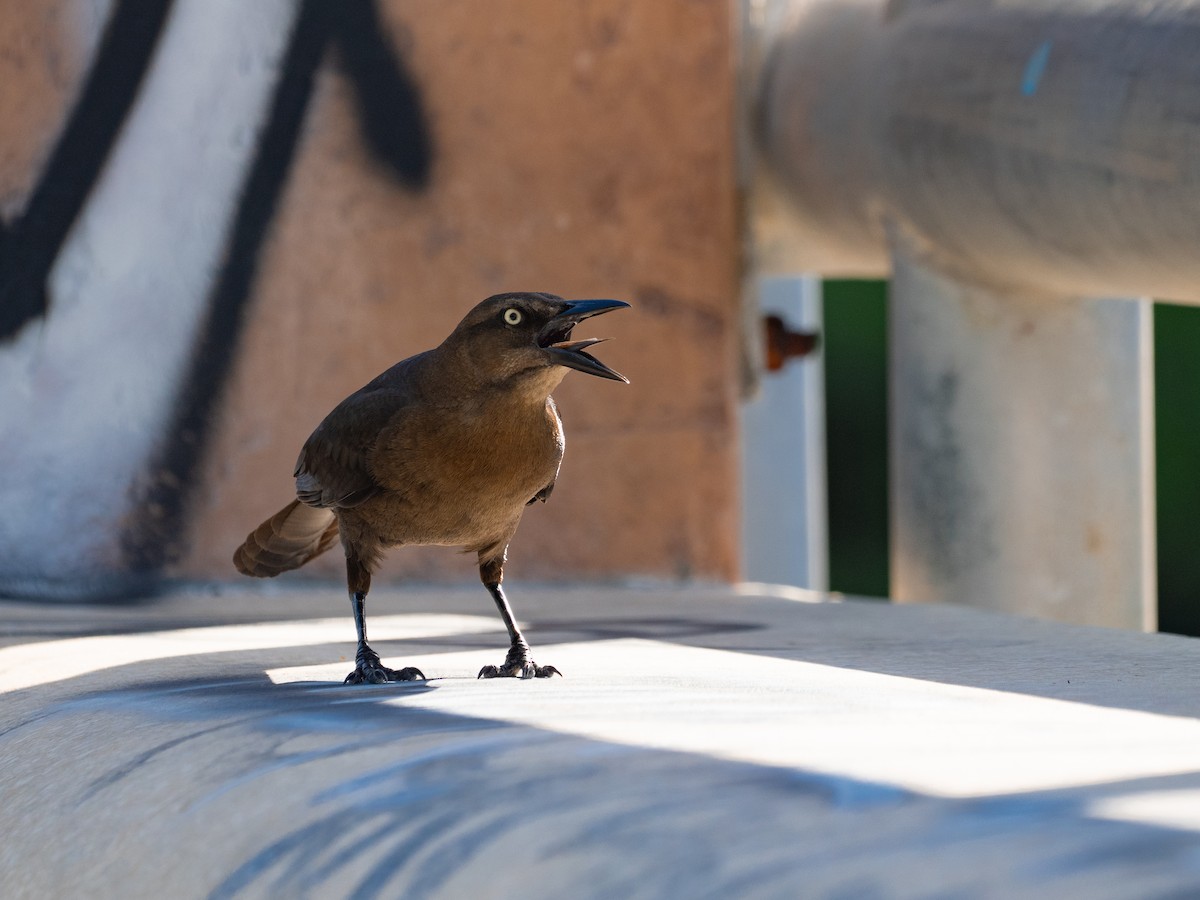 Great-tailed Grackle - ML643191577