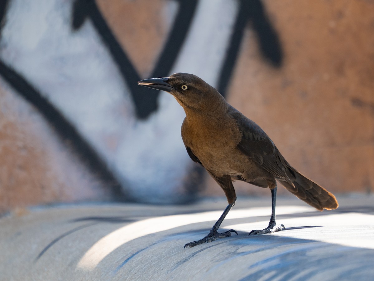 Great-tailed Grackle - ML643191578