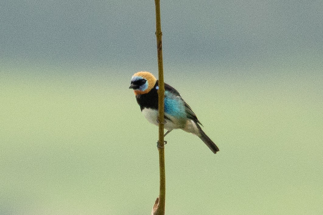 Golden-hooded Tanager - ML643191580