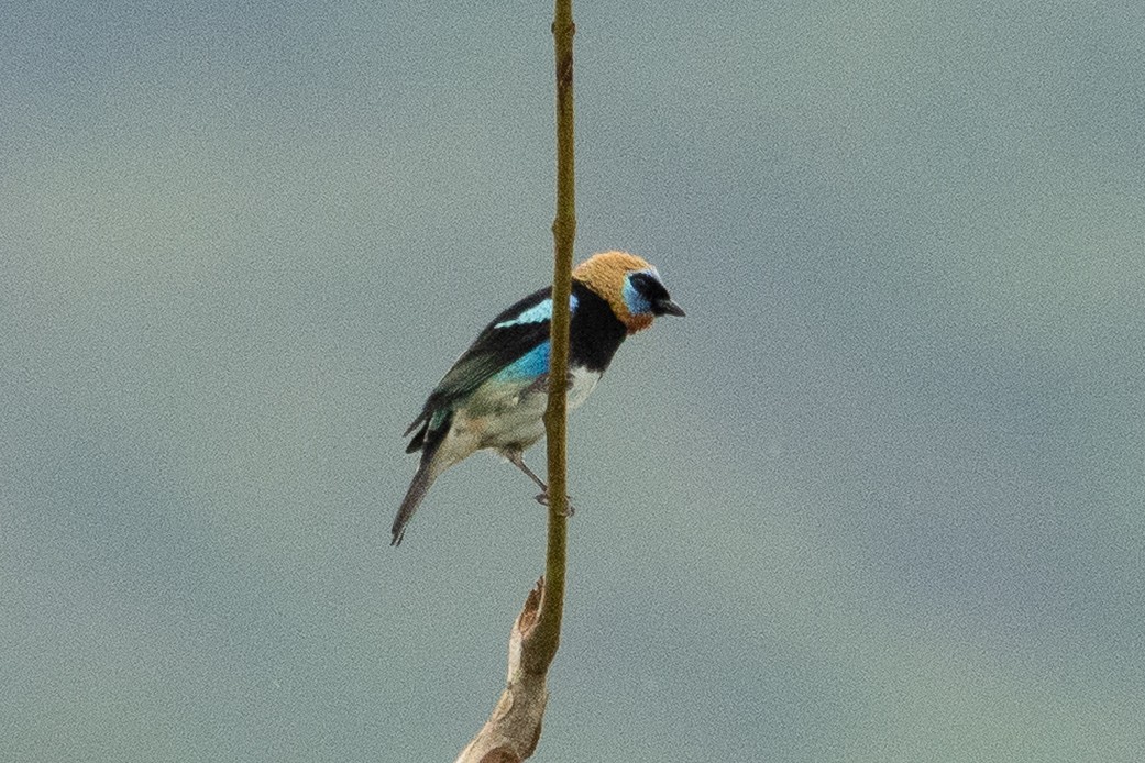 Golden-hooded Tanager - ML643191581