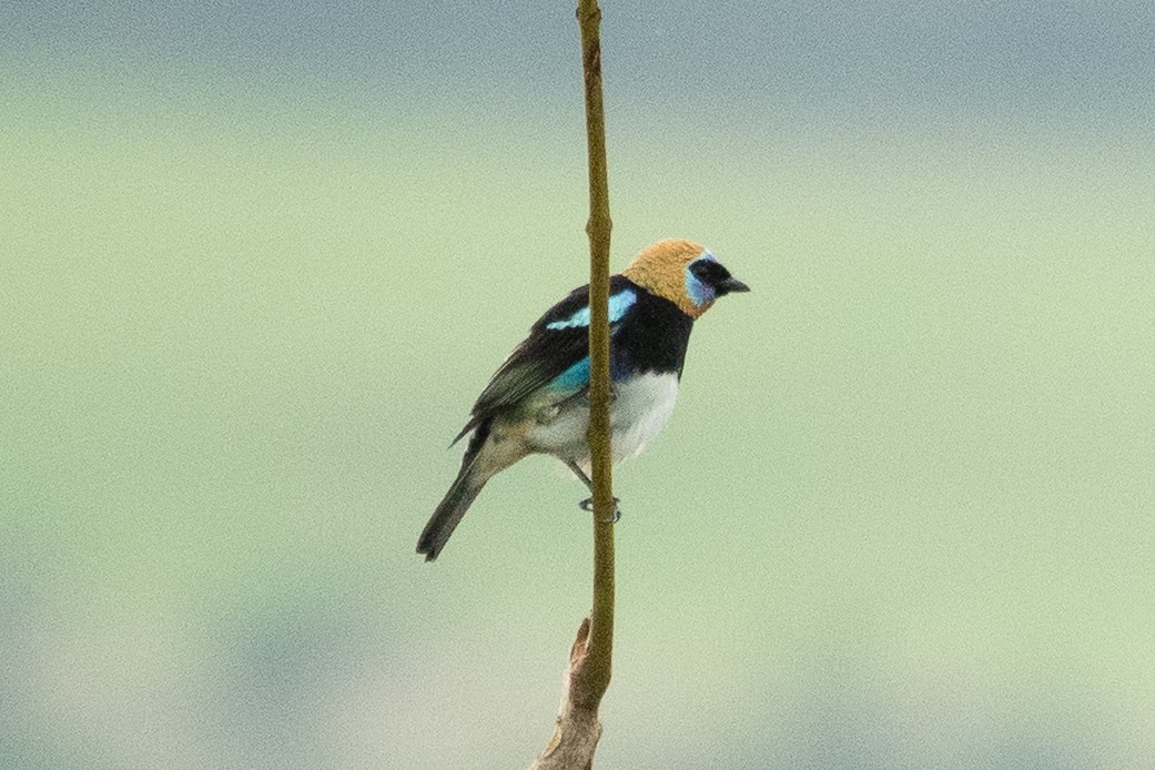 Golden-hooded Tanager - ML643191582