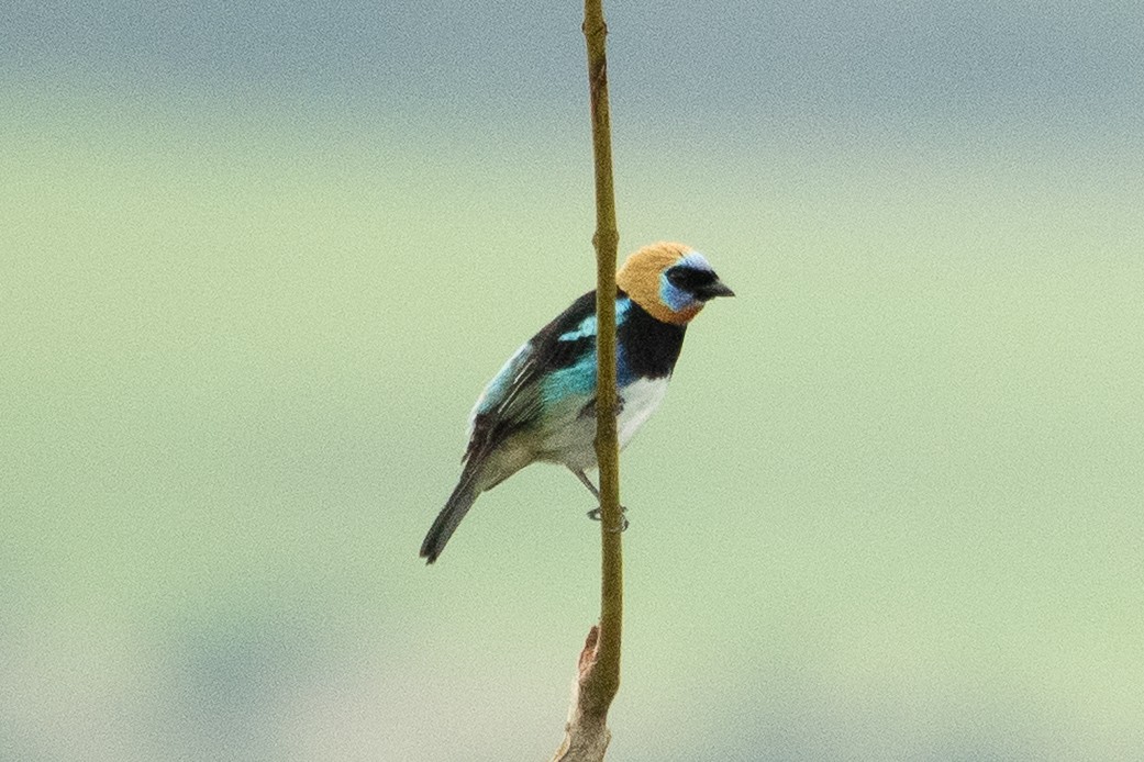 Golden-hooded Tanager - ML643191583