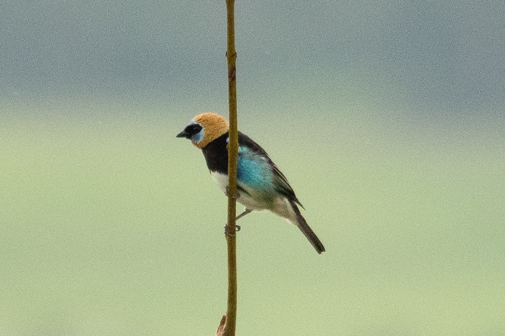 Golden-hooded Tanager - ML643191584