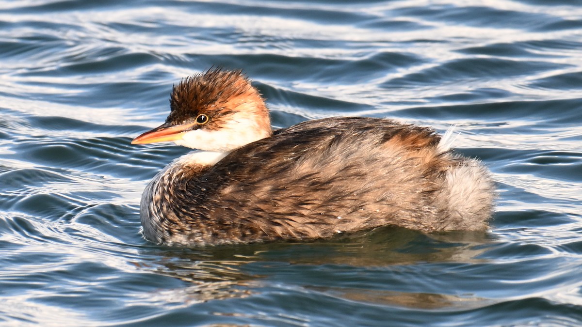 Titicaca Grebe - ML643191590
