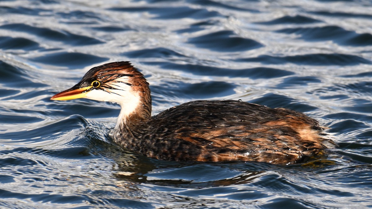 Titicaca Grebe - ML643191597
