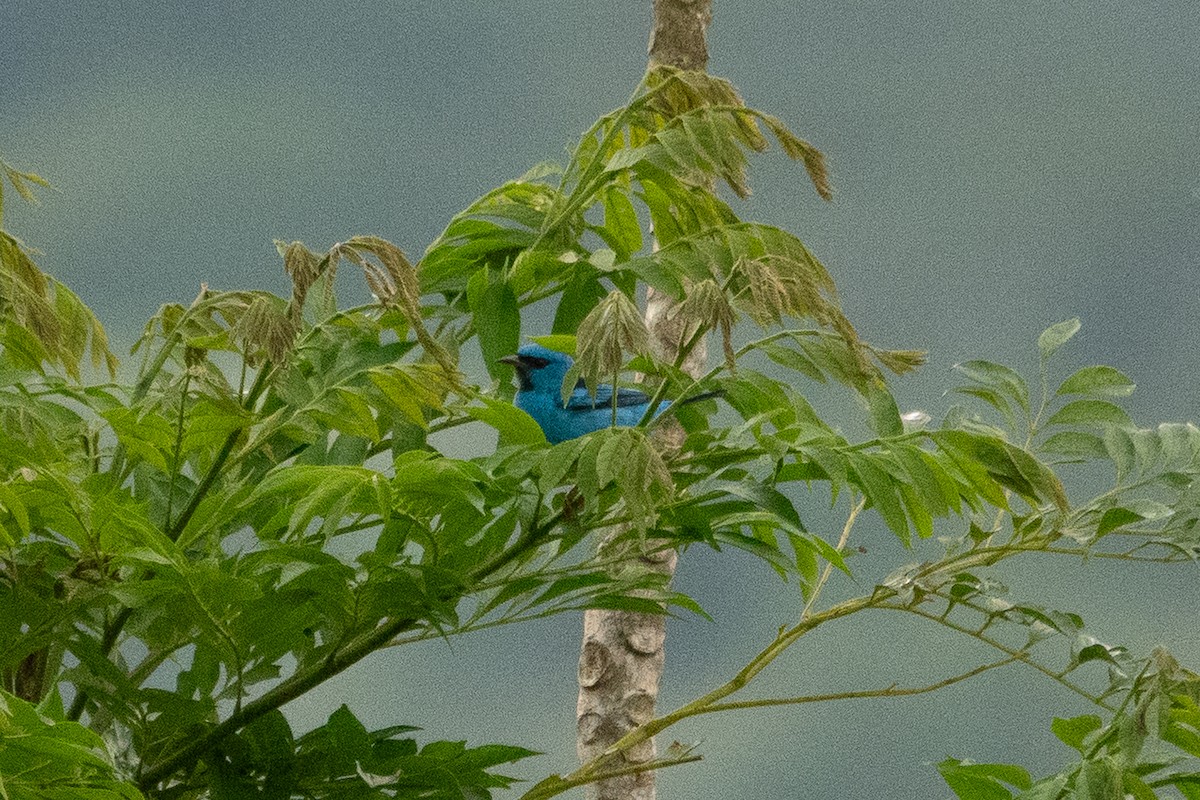 Blue Dacnis - ML643191613