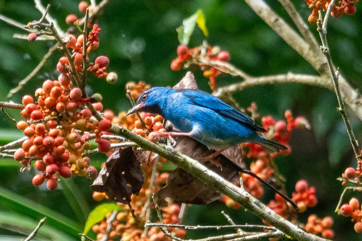 Blue Dacnis - ML643191617