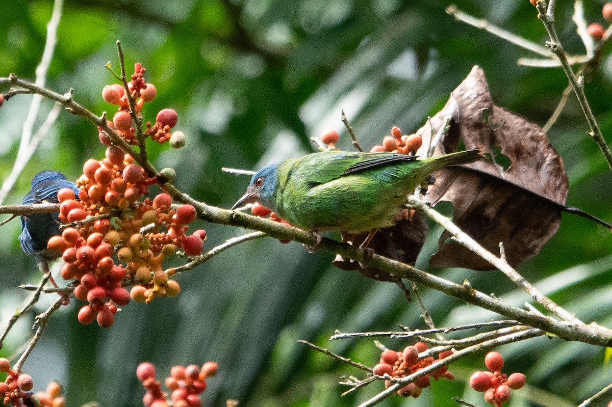 Blue Dacnis - ML643191618