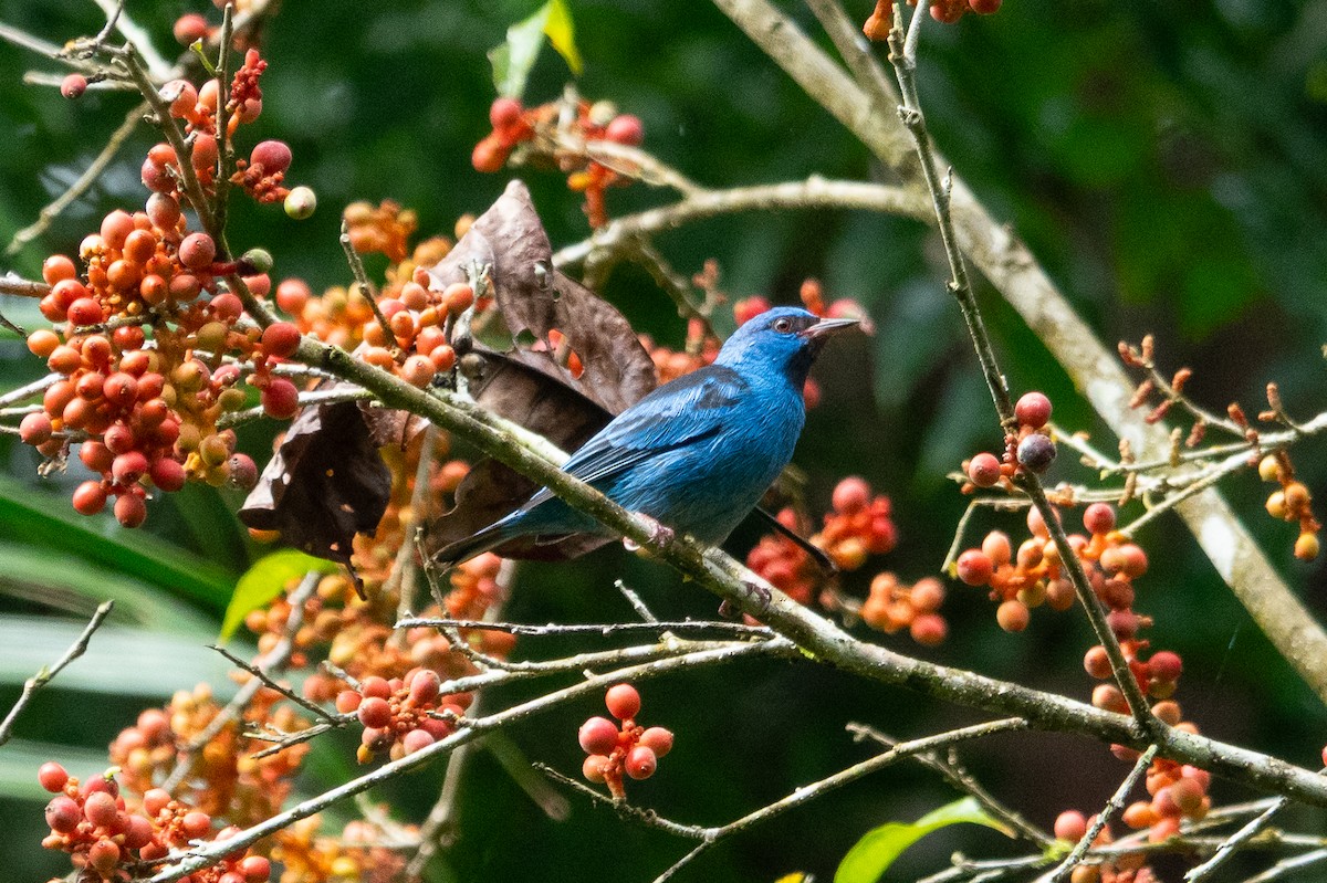 Blue Dacnis - ML643191619