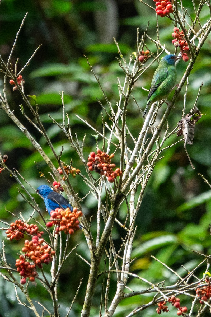 Blue Dacnis - ML643191620