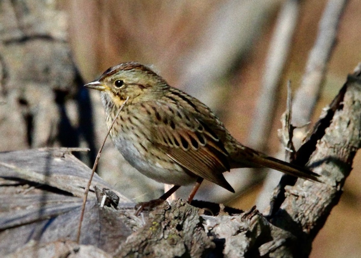 ヒメウタスズメ - ML643191626