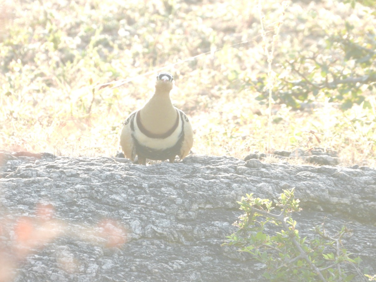 Painted Sandgrouse - ML643191633