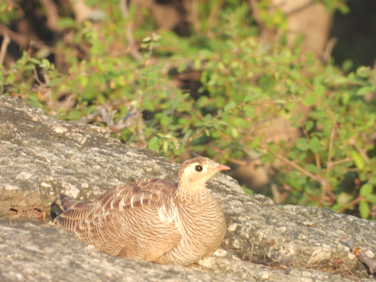 Painted Sandgrouse - ML643191634