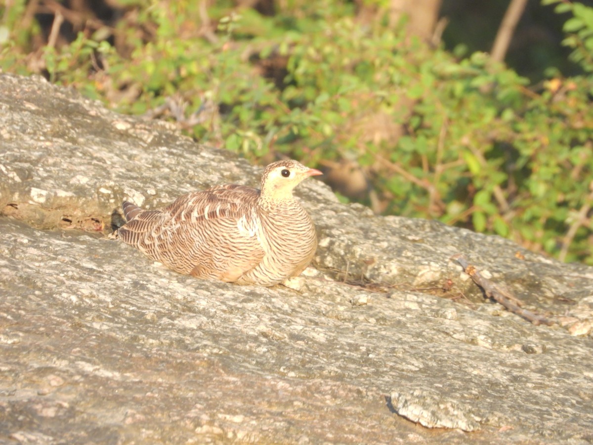 Painted Sandgrouse - ML643191635