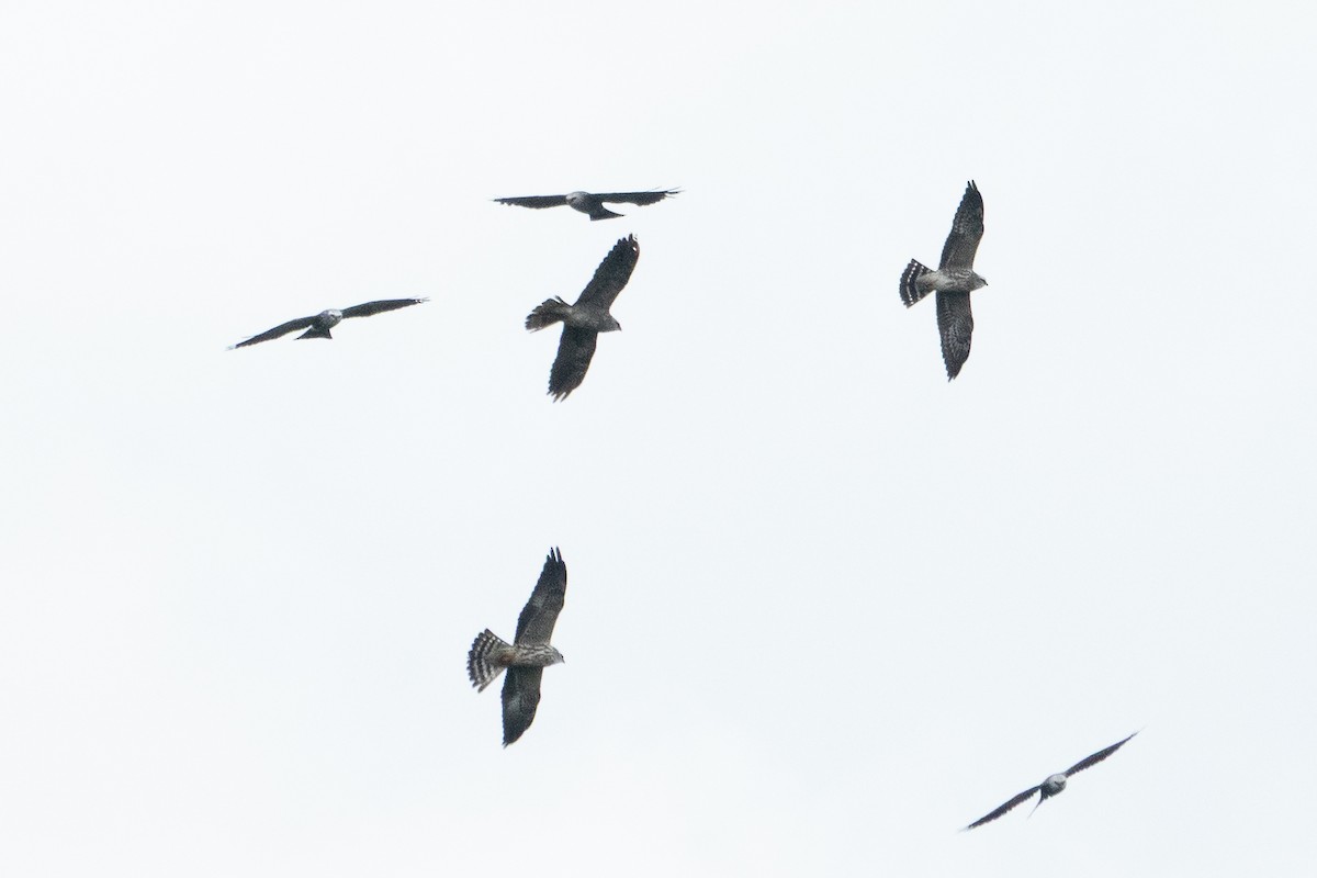 Mississippi Kite - ML643191641