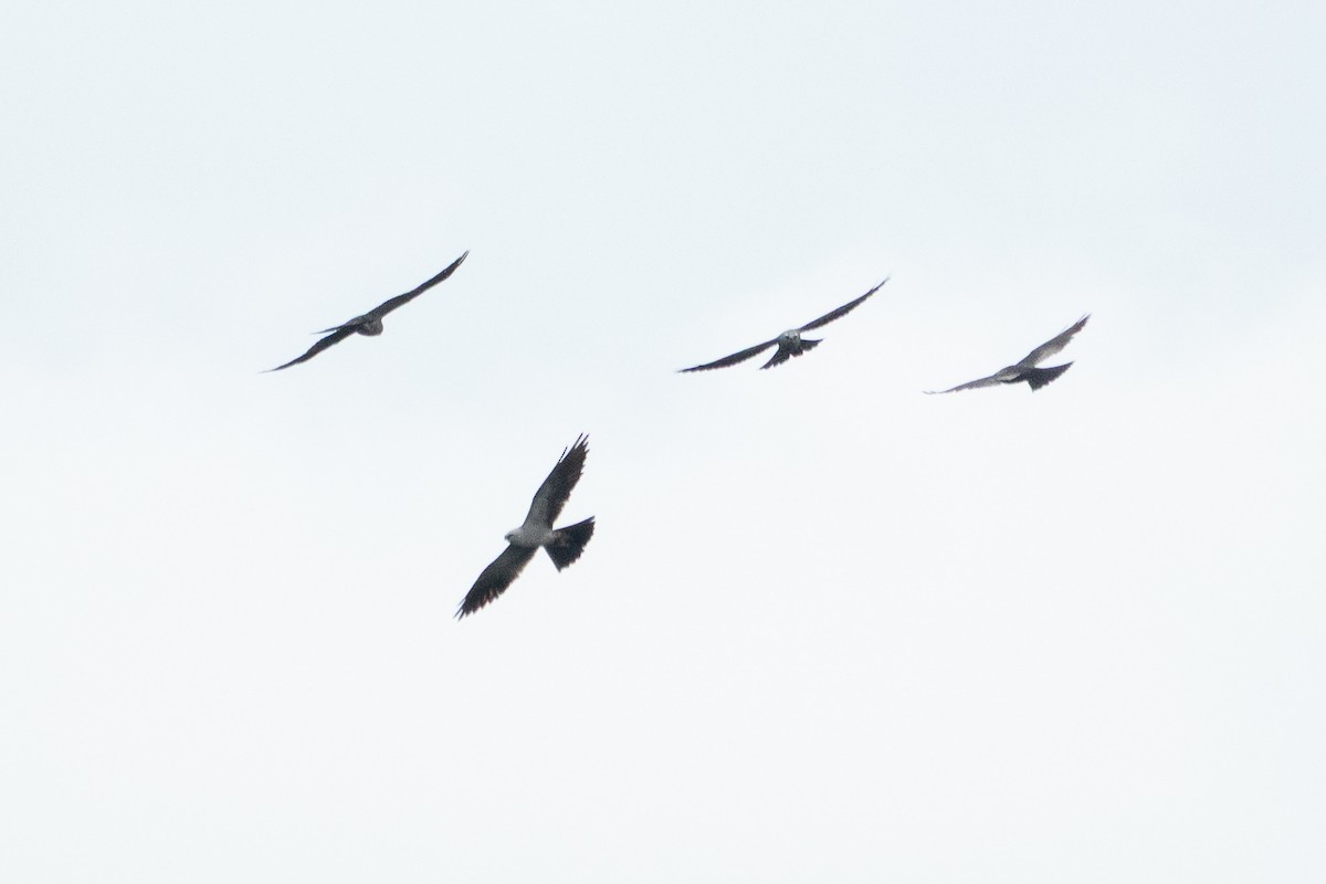 Mississippi Kite - ML643191642