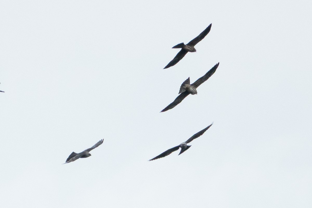 Mississippi Kite - ML643191643