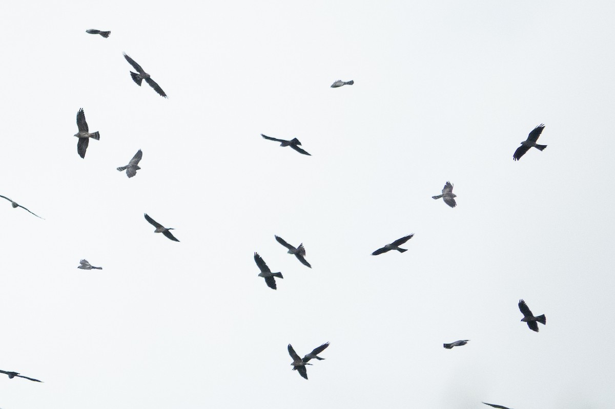 Mississippi Kite - ML643191645