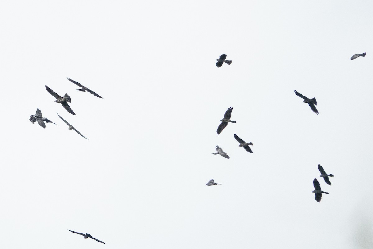 Mississippi Kite - ML643191646