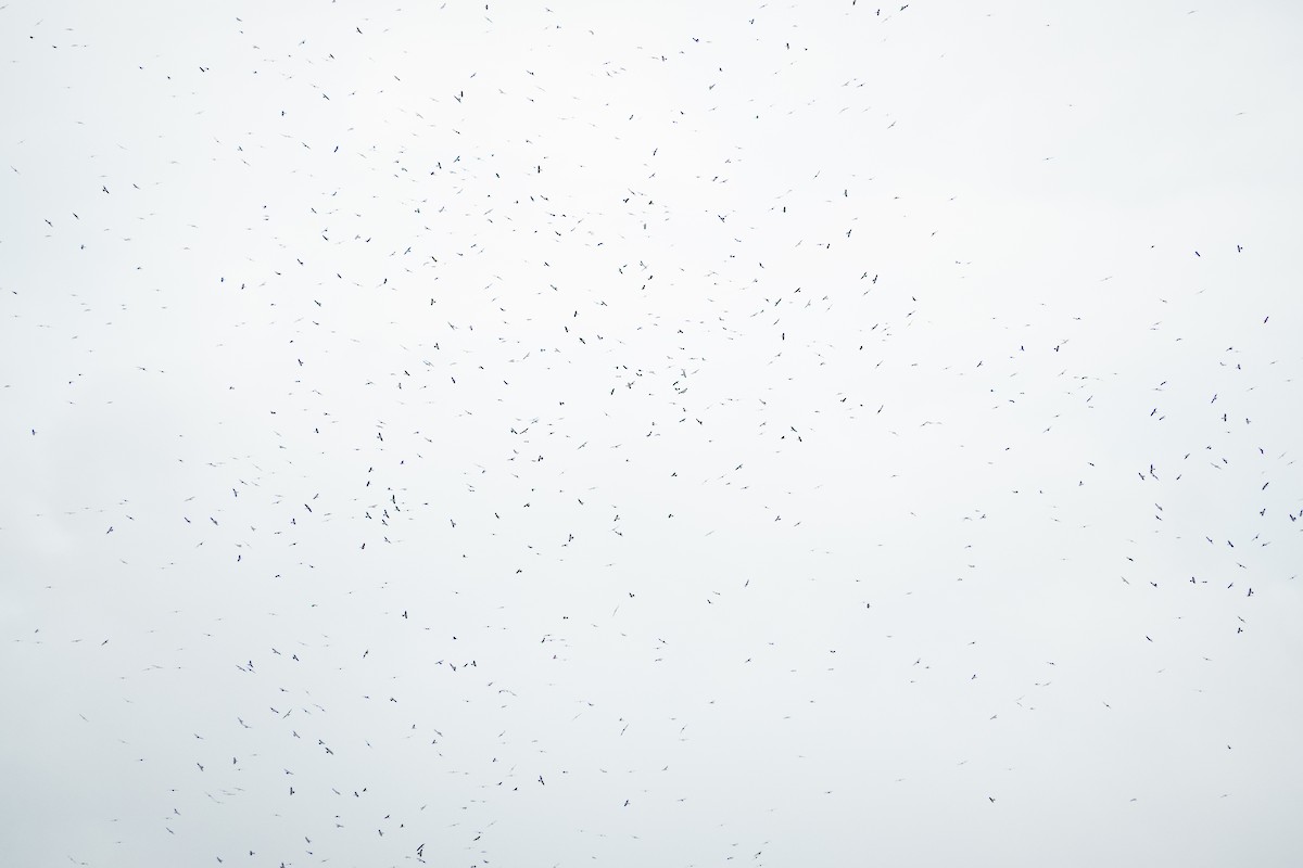 Mississippi Kite - ML643191647